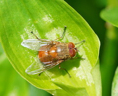 Calliphora ochracea