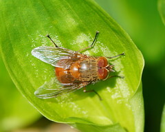 Calliphora ochracea