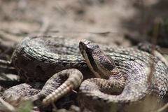 Crotalus pricei