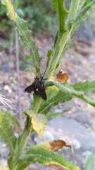 Mycteromyia conica