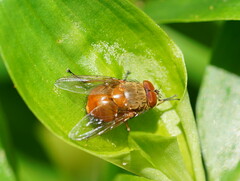 Calliphora ochracea