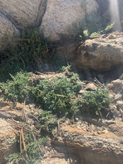 Cymopterus hendersonii
