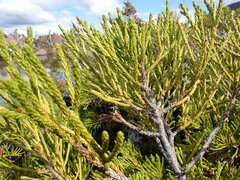 Athrotaxis cupressoides