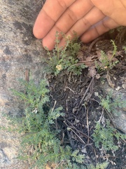 Cymopterus hendersonii
