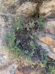 Cymopterus hendersonii