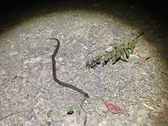 Cacophis squamulosus