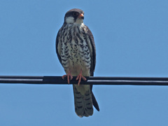 Falco amurensis