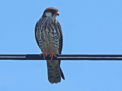 Falco amurensis