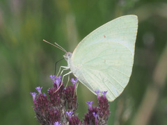 Catopsilia florella