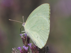 Catopsilia florella