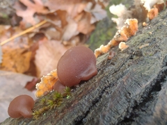 Auricularia fuscosuccinea