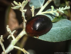 Dicranosterna picea
