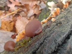 Auricularia fuscosuccinea
