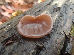 Auricularia fuscosuccinea