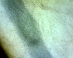 Auricularia fuscosuccinea