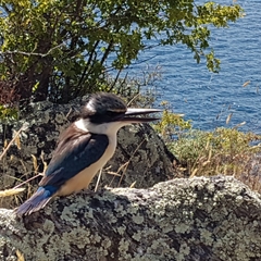 Todiramphus sanctus vagans