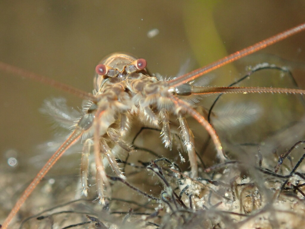 Syncaridans