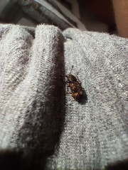 Eucorynus crassicornis