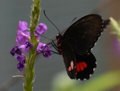 Parides