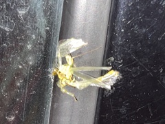 Zeugomantispa minuta