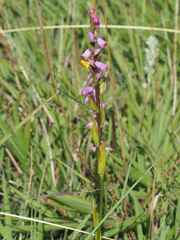 Disperis tysonii