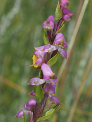 Disperis tysonii