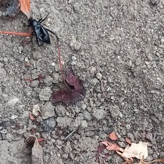 Coelocnemis dilaticollis