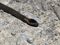 Cacophis squamulosus