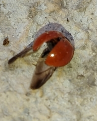 Cycloneda sanguinea