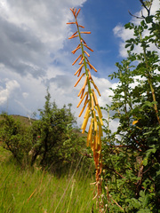 Kniphofia angustifolia
