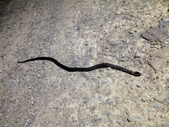 Cacophis squamulosus