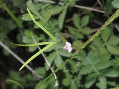 Vigna vexillata angustifolia