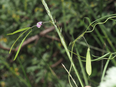 Vigna vexillata angustifolia