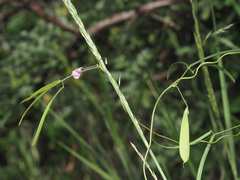 Vigna vexillata angustifolia