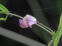 Vigna vexillata angustifolia