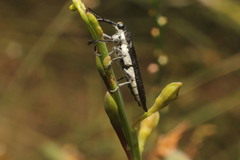 Rhinotia