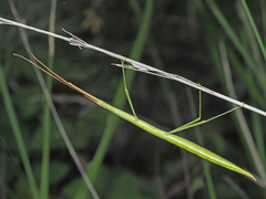 Macynia labiata