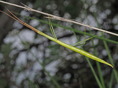 Macynia labiata