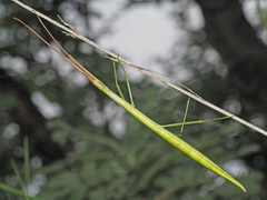 Macynia labiata