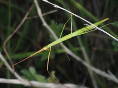 Macynia labiata