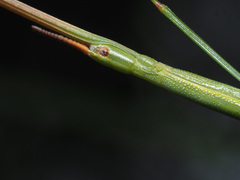 Macynia labiata