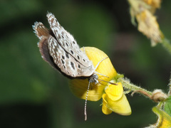 Actizera lucida