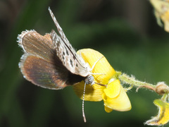 Actizera lucida