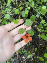 Rhabdothamnus solandri