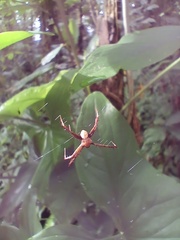 Argiope