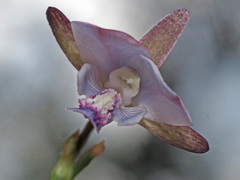 Eulophia zeyheriana