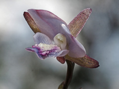 Eulophia zeyheriana
