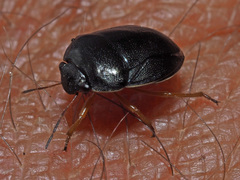 Amphimachus circumflexus