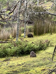 Thylogale billardierii