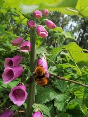 Bombus dahlbomii